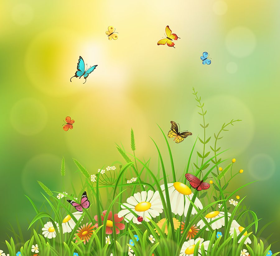 Mariposas Magicas