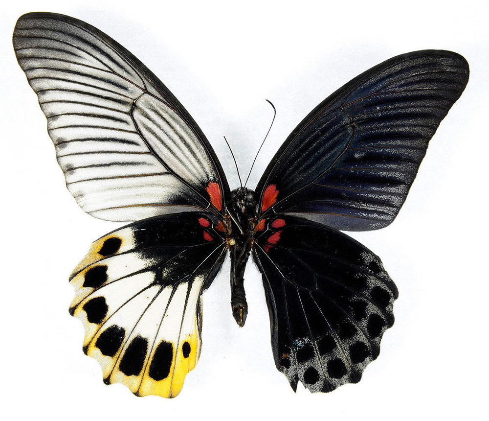 C?mo trabajan las Mariposas