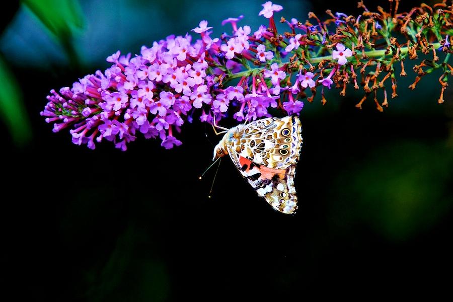 14 bellas mariposas